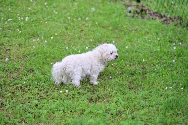 Beyaz köpek yeşil çimlerin üzerinde.