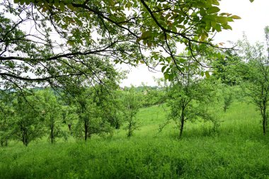 Yeşil orman doğa manzarası 