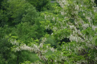 Güzel dağ ormanı doğa manzarası 