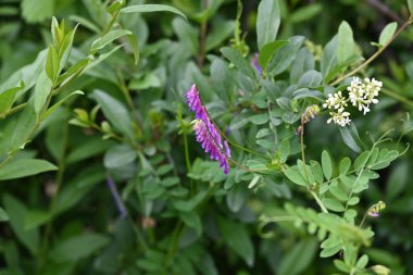 Yaz bahçesinde açan güzel çiçeklerin yakın plan görüntüsü, doğa manzarası             