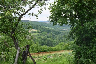 Yazın huzurlu kırsal manzaranın güzel manzarası