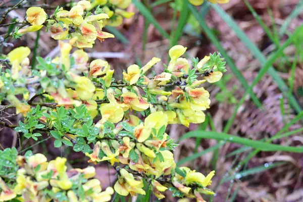 Yaz bahçesinde açan güzel çiçeklerin yakın plan görüntüsü, doğa manzarası             