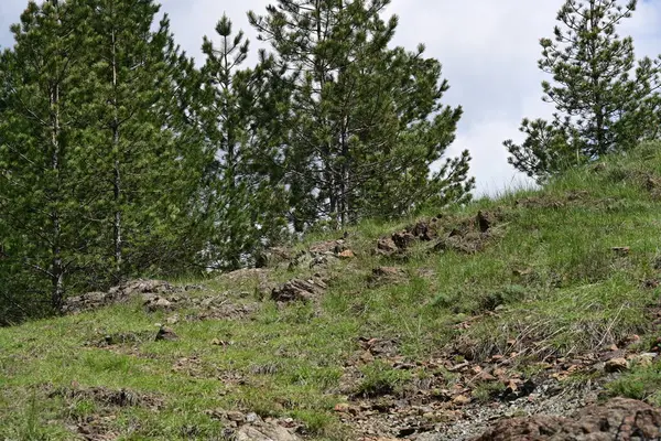Yaz ortasında güneşli çam ağaçlarının huzurlu manzarası.