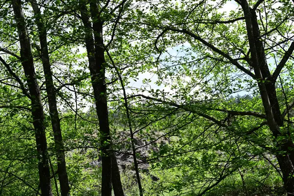 Açık bir gün, yazın sakin bir çam ormanını gözler önüne seriyor..