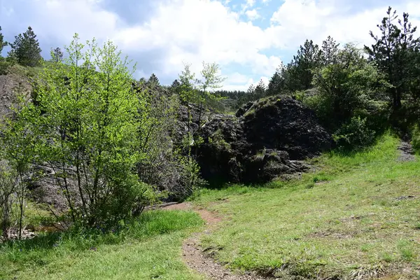 Çam ağaçlarından oluşan bir yaz ormanı gün ışığında ele geçirildi..