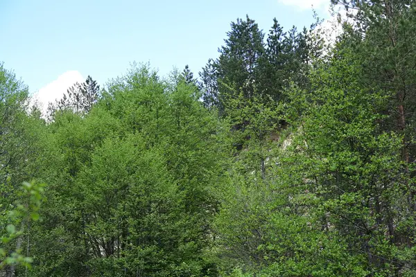 Yeşil dağ ormanlarının güzel manzarası, doğa ve seyahat kavramı                              