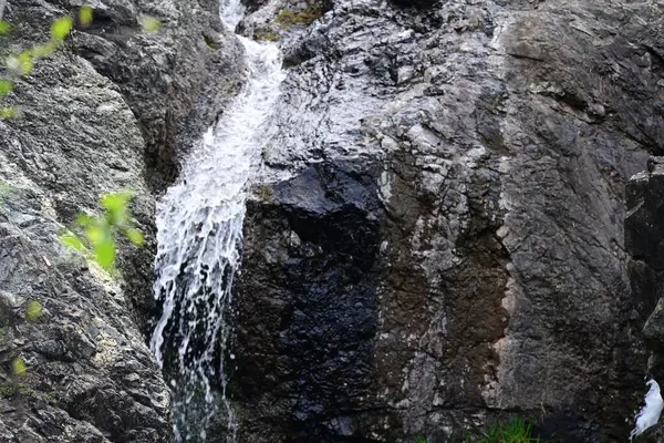 Sabit suyla vurgulanmış ince orman dokuları