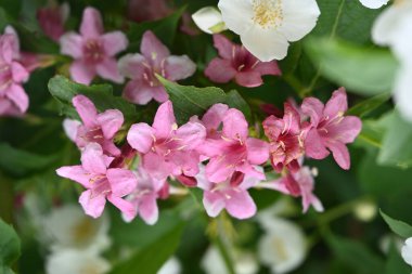 Bahçede açan güzel çiçekler. 