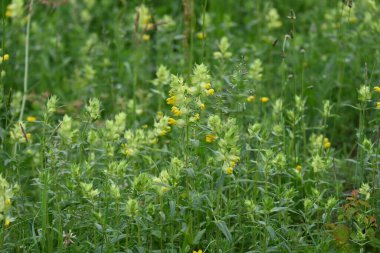 Yaz bahçesinde açan güzel çiçeklerin yakın plan görüntüsü, doğa manzarası             