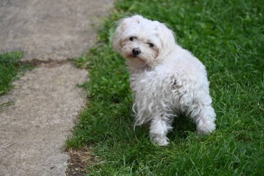 Parkta siyah gözlü beyaz köpek.