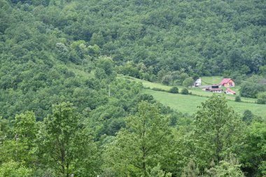Yeşil dağ ormanlarının güzel manzarası, doğa ve seyahat kavramı                              