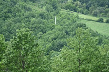 Yeşil dağ ormanlarının güzel manzarası, doğa ve seyahat kavramı                              