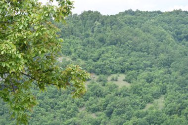 Yeşil dağ ormanlarının güzel manzarası, doğa ve seyahat kavramı                              