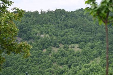 Yeşil dağ ormanlarının güzel manzarası, doğa ve seyahat kavramı                              