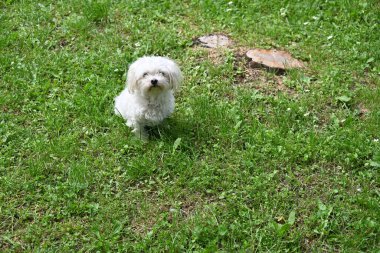 bir köpek çim