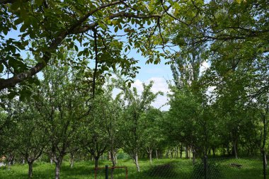 Orman doğası güneşli bir günde, çayırlardaki ağaçlar 