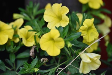 Bahçede açan güzel çiçekler. 