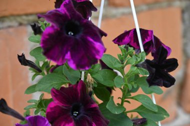 Bahçede açan güzel çiçekler. 