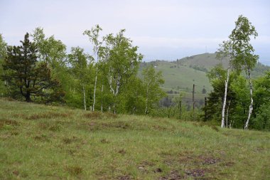 Yeşil dağ ormanlarının güzel manzarası, doğa ve seyahat kavramı                              