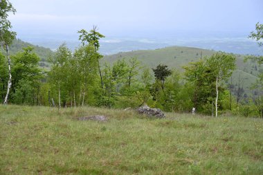 Yeşil dağ ormanlarının güzel manzarası, doğa ve seyahat kavramı                              