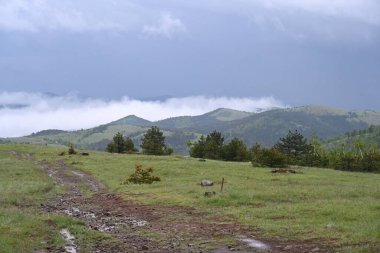 Yazın Karpatların dağ manzarası.