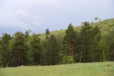 Yeşil dağ ormanlarının güzel manzarası, doğa ve seyahat kavramı                              
