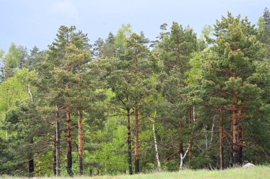 Yeşil dağ ormanlarının güzel manzarası, doğa ve seyahat kavramı                              