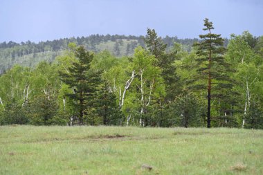 Yeşil dağ ormanlarının güzel manzarası, doğa ve seyahat kavramı                              
