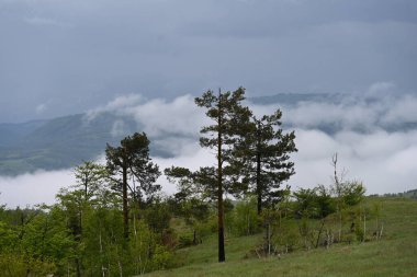 Orman ağaçları yaz güneşinin altında tamamen yeşil.