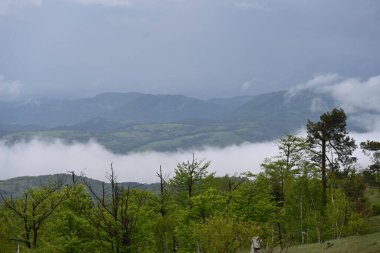 Yeşil ormanlı güzel dağ manzarası