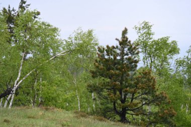Yeşil dağ ormanlarının güzel manzarası, doğa ve seyahat kavramı                              