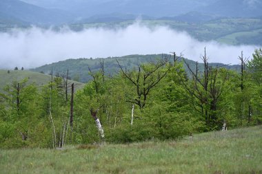 Yeşil dağ ormanlarının güzel manzarası, doğa ve seyahat kavramı                              