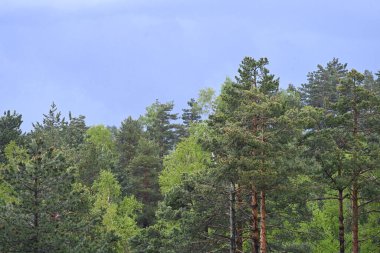 Yeşil dağ ormanlarının güzel manzarası, doğa ve seyahat kavramı                              