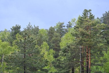 Yeşil dağ ormanlarının güzel manzarası, doğa ve seyahat kavramı                              