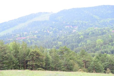 Yeşil dağ ormanlarının güzel manzarası, doğa ve seyahat kavramı                              