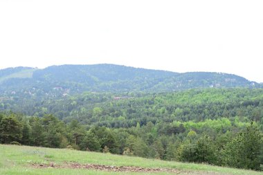 Yeşil dağ ormanlarının güzel manzarası, doğa ve seyahat kavramı                              