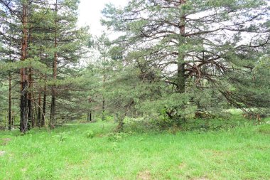 Yeşil dağ ormanlarının güzel manzarası, doğa ve seyahat kavramı                              