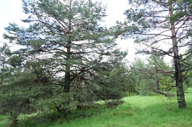 Yeşil dağ ormanlarının güzel manzarası, doğa ve seyahat kavramı                              