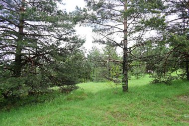 Yeşil dağ ormanlarının güzel manzarası, doğa ve seyahat kavramı                              