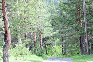 Yeşil dağ ormanlarının güzel manzarası, doğa ve seyahat kavramı                              