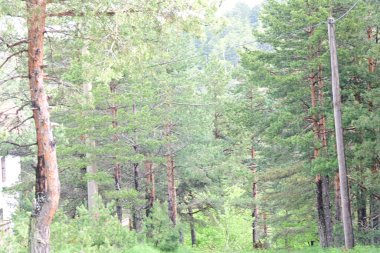 Yeşil dağ ormanlarının güzel manzarası, doğa ve seyahat kavramı                              