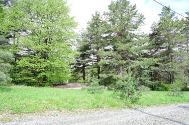 Yeşil dağ ormanlarının güzel manzarası, doğa ve seyahat kavramı                              