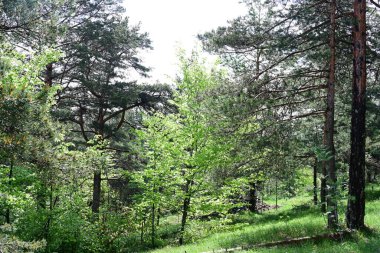 Yeşil dağ ormanlarının güzel manzarası, doğa ve seyahat kavramı                              