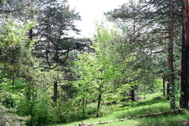 Yeşil dağ ormanlarının güzel manzarası, doğa ve seyahat kavramı                              