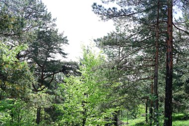 Yeşil dağ ormanlarının güzel manzarası, doğa ve seyahat kavramı                              