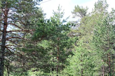 Yeşil dağ ormanlarının güzel manzarası, doğa ve seyahat kavramı                              