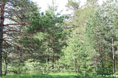 Yeşil dağ ormanlarının güzel manzarası, doğa ve seyahat kavramı                              