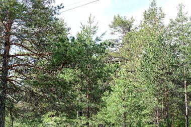 Yeşil dağ ormanlarının güzel manzarası, doğa ve seyahat kavramı                              