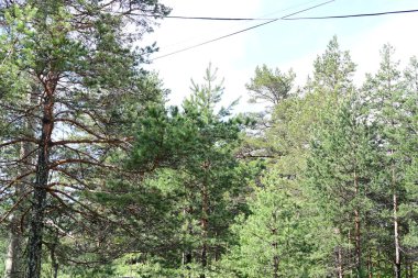 Yeşil dağ ormanlarının güzel manzarası, doğa ve seyahat kavramı                              