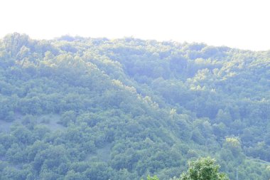 Yeşil dağ ormanlarının güzel manzarası, doğa ve seyahat kavramı                              